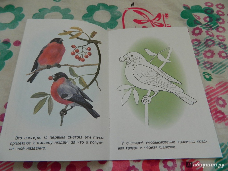 Иллюстрация 16 из 26 для Раскраска "Птицы" | Лабиринт - книги. Источник: Nnatalek
