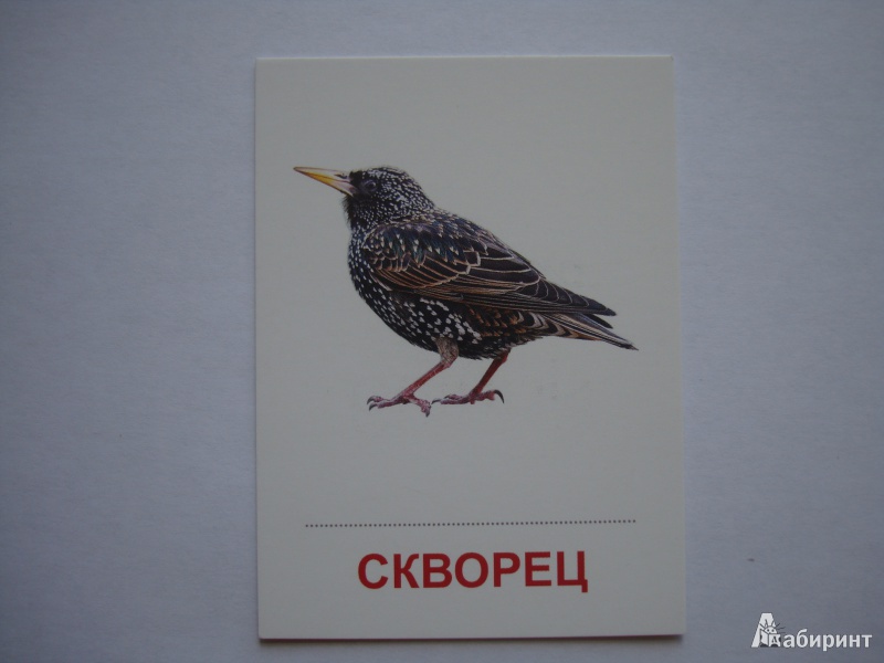 Иллюстрация 13 из 27 для Раздаточные карточки "Птицы России" (63х87 мм) | Лабиринт - книги. Источник: Борисова  Алла