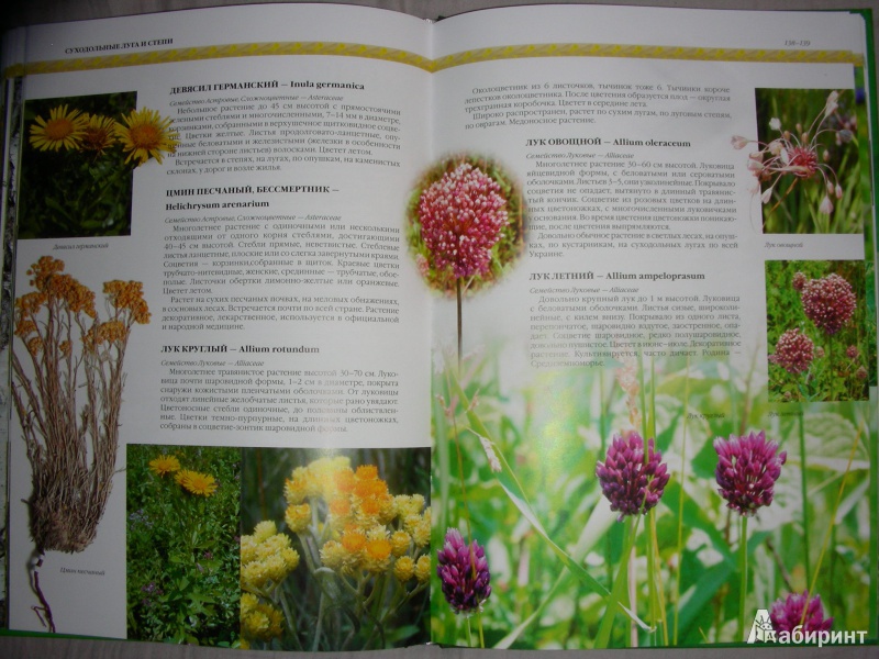 Иллюстрация 12 из 20 для Растения Украины - Юрий Гамуля | Лабиринт - книги. Источник: Анонимный Книгоголик