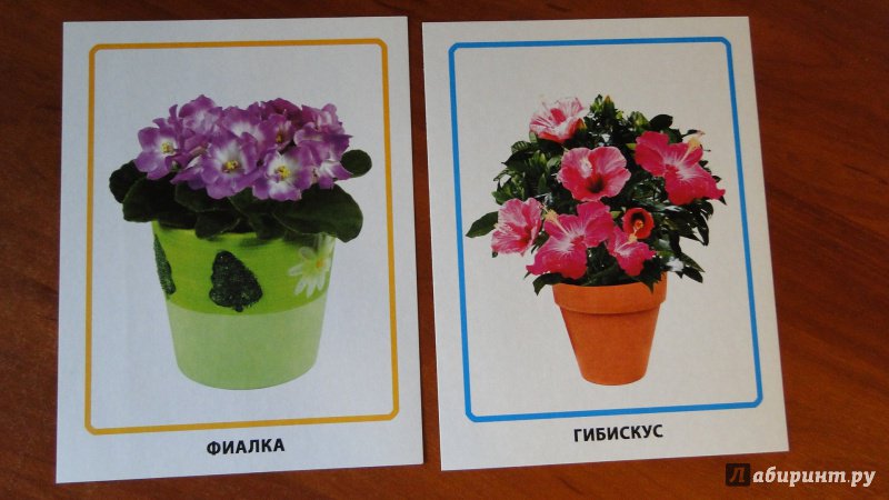 Иллюстрация 14 из 38 для Обучающие карточки "Комнатные цветы" | Лабиринт - игрушки. Источник: Кливия
