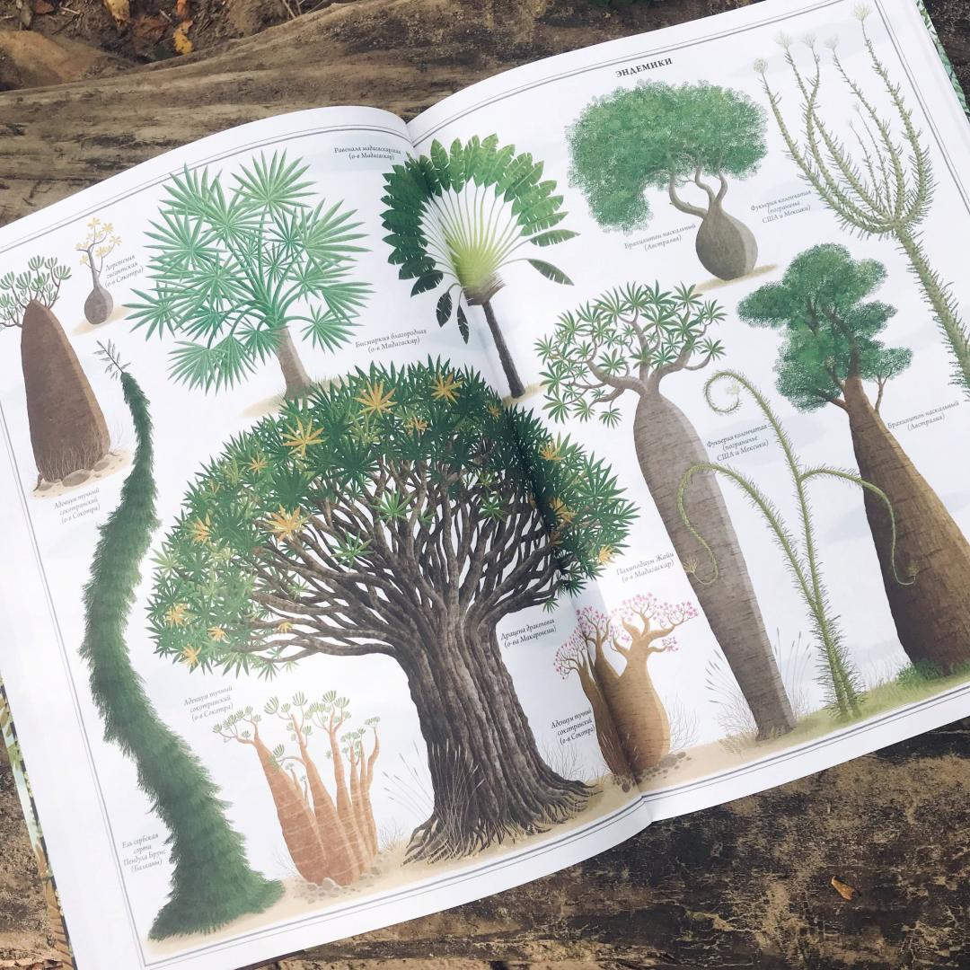 Иллюстрация 52 из 70 для Деревья - Соха, Грайковский | Лабиринт - книги. Источник: Лежнёва  Ольга