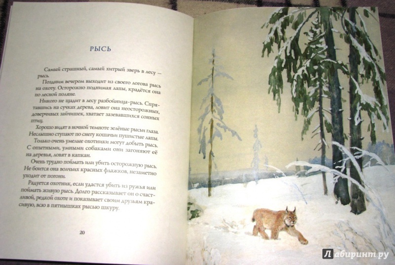 Иллюстрация 38 из 64 для Зима в лесу - Иван Соколов-Микитов | Лабиринт - книги. Источник: Бог в помощь