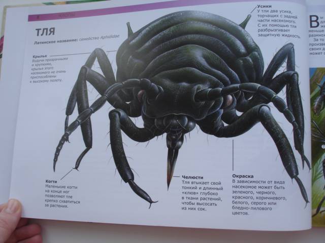 Иллюстрация 29 из 36 для Жуки и другие монстры мира насекомых - Сюзан Барраклаух | Лабиринт - книги. Источник: Осьминожка