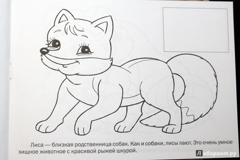 Иллюстрация 3 из 25 для Раскраска с наклейками "Дикие животные" | Лабиринт - книги. Источник: Террил