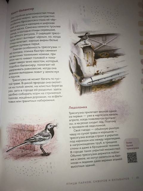 Иллюстрация 112 из 156 для Птицы в городе. Где найти и как узнать - Анна Васильева | Лабиринт - книги. Источник: Лабиринт