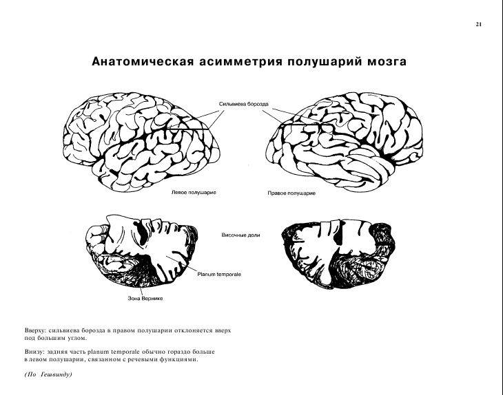 Иллюстрация 8 из 12 для Атлас "Нервная система человека" | Лабиринт - книги. Источник: alexss