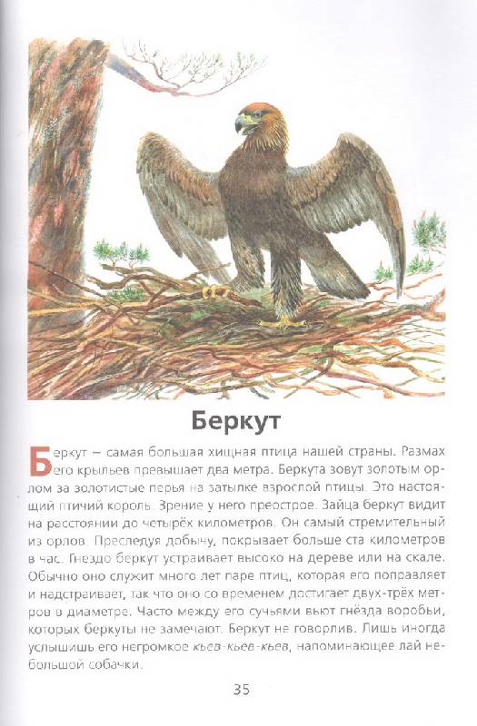 Иллюстрация 32 из 33 для Животные нашей страны - Владимир Храбрый | Лабиринт - книги. Источник: Стрекоза