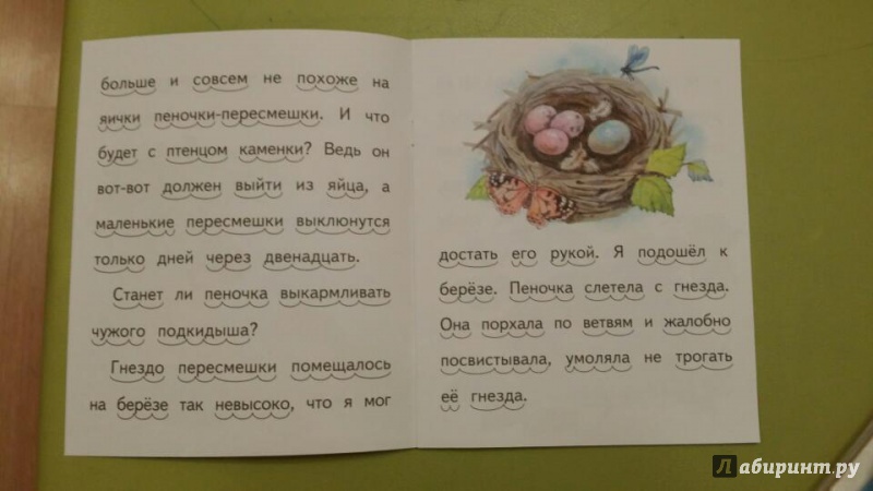 Иллюстрация 4 из 7 для Подкидыш - Виталий Бианки | Лабиринт - книги. Источник: swallow_ann