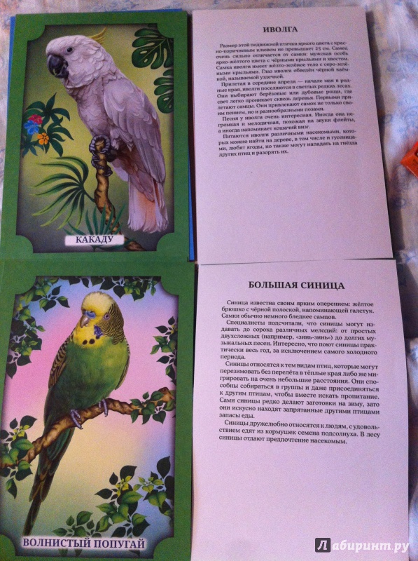 Иллюстрация 8 из 8 для Наглядное пособие А4. Птицы | Лабиринт - книги. Источник: Haliullina  Sony