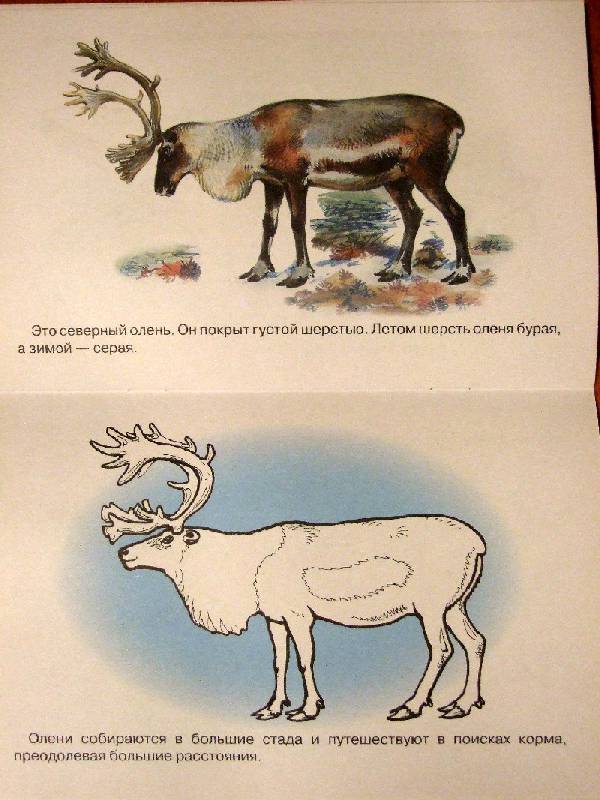 Иллюстрация 22 из 23 для Раскраска. Животные Арктики и Антарктики. | Лабиринт - книги. Источник: Polly