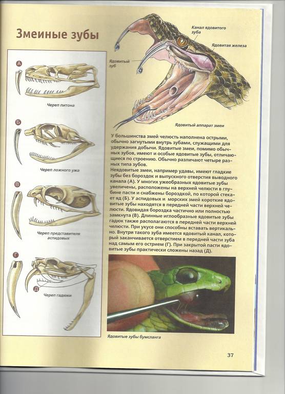 Иллюстрация 20 из 31 для Змеи - Дитмар Мертенс | Лабиринт - книги. Источник: lrv200