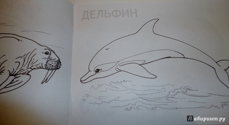 Иллюстрация 12 из 16 для Морские животные | Лабиринт - книги. Источник: blackbunny33