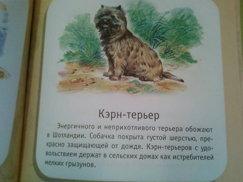 Иллюстрация 6 из 24 для Про собак и кошек - Александр Тихонов | Лабиринт - книги. Источник: lettrice
