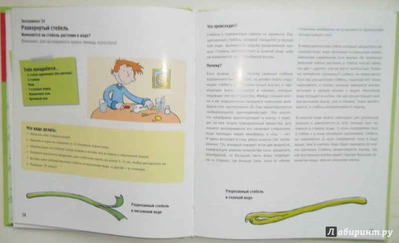 Иллюстрация 17 из 23 для 101 эксперимент с растениями - Саан Ван | Лабиринт - книги. Источник: Наталья