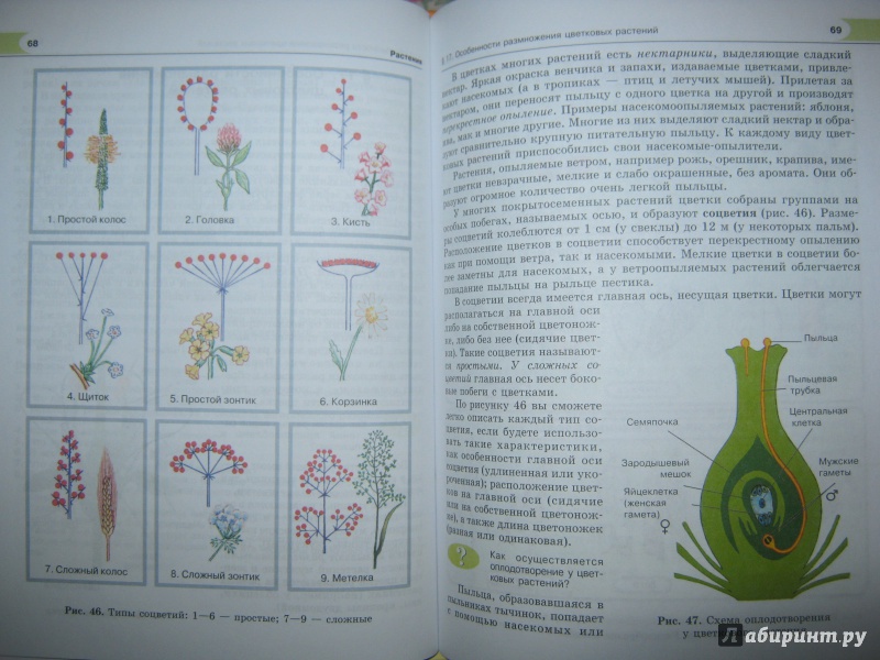 Иллюстрация 9 из 19 для Биология. 6 класс. Растения, бактерии, грибы, лишайники. ФГОС - Роза Хрыпова | Лабиринт - книги. Источник: Евгения39