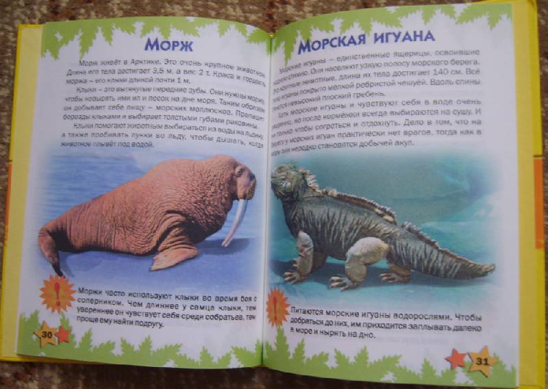 Иллюстрация 47 из 51 для Атлас животных для малышей - Татьяна Комзалова | Лабиринт - книги. Источник: Tatka