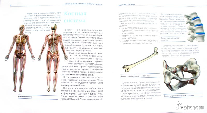 Иллюстрация 2 из 12 для Йога-анатомия. Как работают асаны для здоровья и стройности тела - Фомин, Громаковская | Лабиринт - книги. Источник: chita-drita