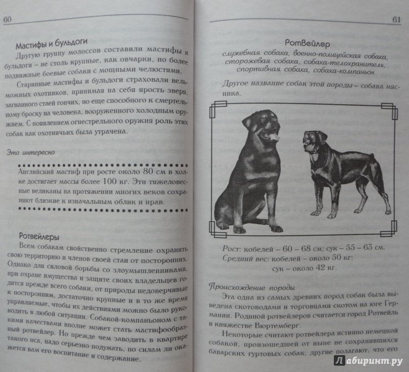 Иллюстрация 26 из 29 для Знакомьтесь, это ваша собака! | Лабиринт - книги. Источник: SiB