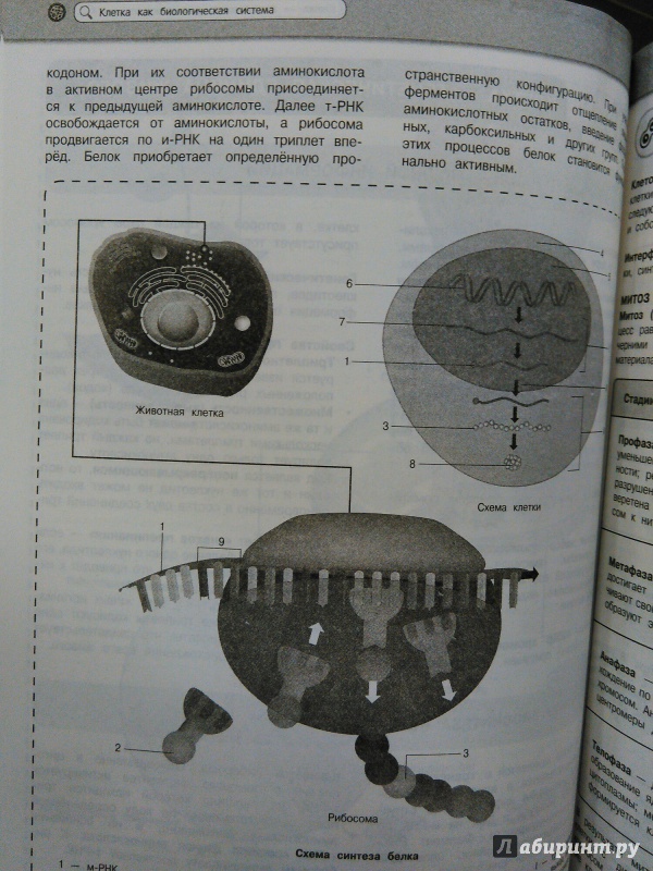 Иллюстрация 6 из 78 для Биология - Мазур, Никитинская | Лабиринт - книги. Источник: Руслан