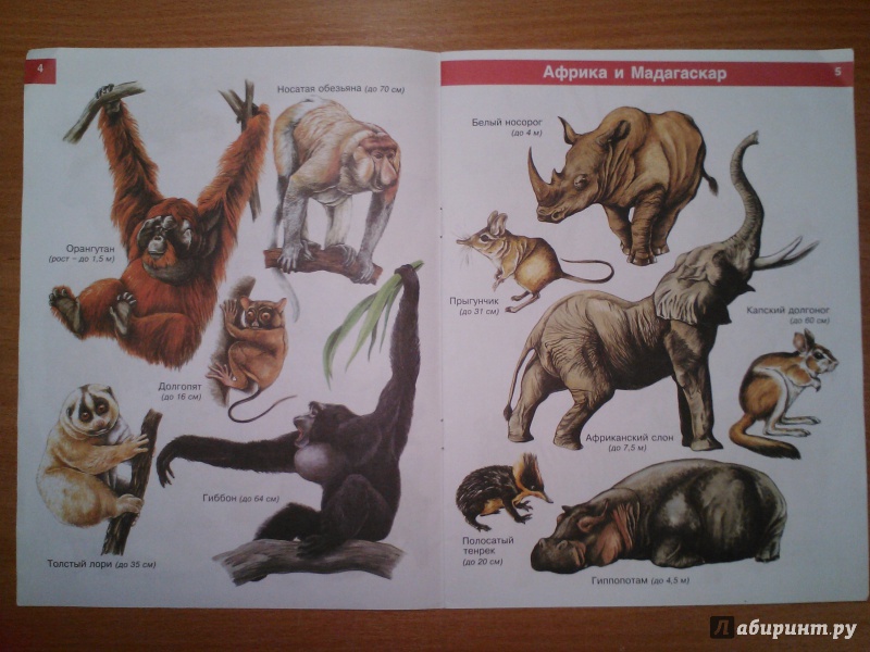 Иллюстрация 3 из 8 для От слона до утконоса | Лабиринт - книги. Источник: Маринка