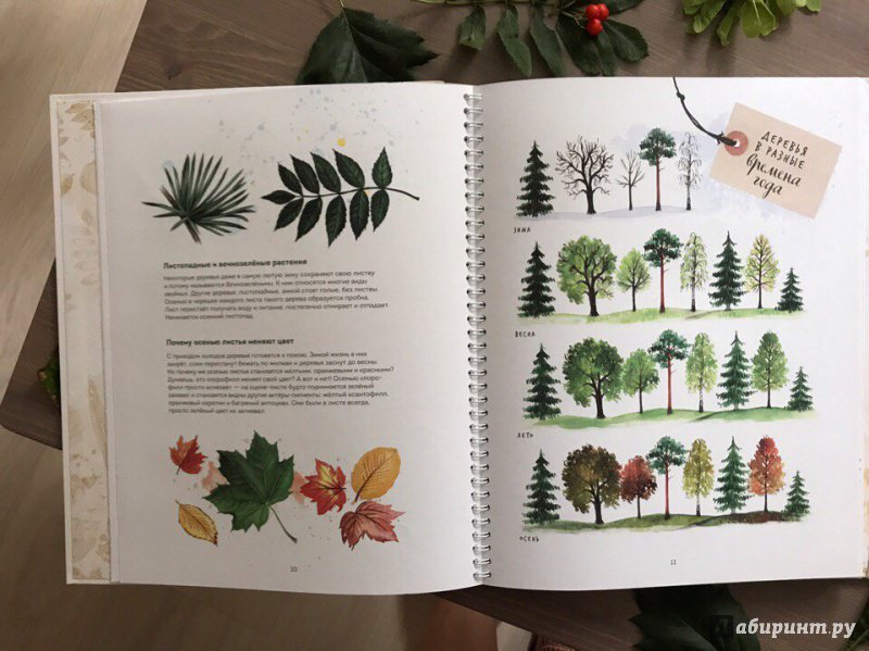 Иллюстрация 23 из 126 для Мой гербарий. Листья деревьев - Анна Васильева | Лабиринт - книги. Источник: ira_shi