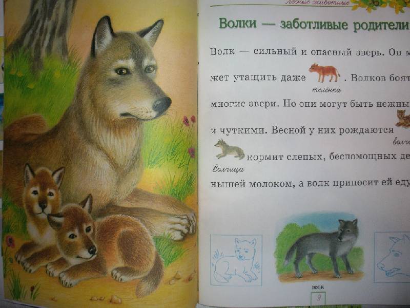 Иллюстрация 7 из 13 для Мир животных - Александрова, Дроздова | Лабиринт - книги. Источник: Tiger.