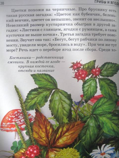 Иллюстрация 19 из 30 для Грибы и ягоды - Сергей Афонькин | Лабиринт - книги. Источник: Алена