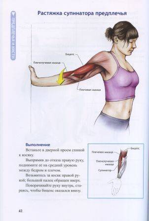 Иллюстрация 3 из 36 для Анатомия упражнений на растяжку - Нельсон, Кокконен | Лабиринт - книги. Источник: Панченко Александр Юрьевич