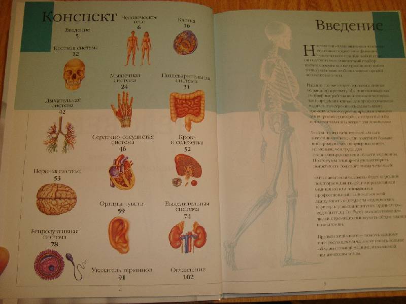 Иллюстрация 29 из 58 для Атлас анатомии человека | Лабиринт - книги. Источник: Константин Александрович
