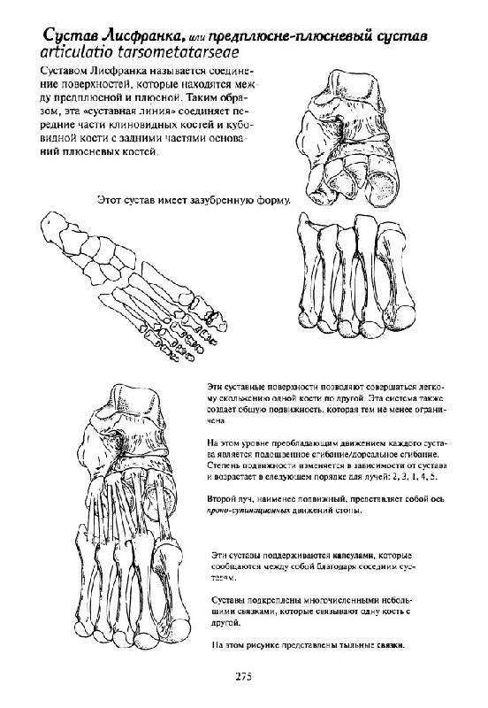 Иллюстрация 17 из 19 для Как работает тело. Позвоночник, суставы и мышцы - Бландин Кале-Жермен | Лабиринт - книги. Источник: Юта