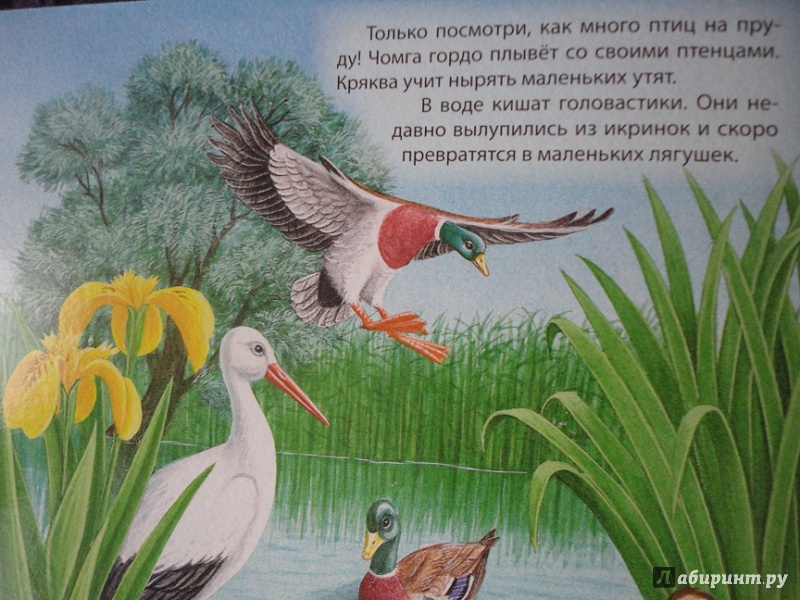 Иллюстрация 28 из 29 для В пруду и у реки | Лабиринт - книги. Источник: flower 11