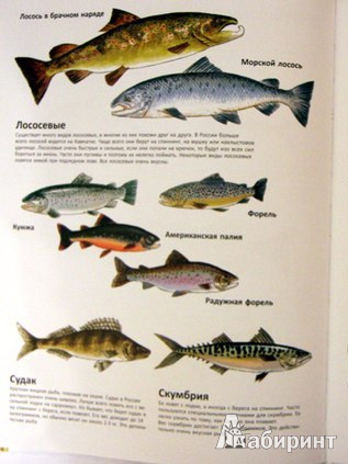 Иллюстрация 37 из 60 для Книга для начинающих великих рыболовов - Нурдквист, Вернер-Карлссон | Лабиринт - книги. Источник: Юта