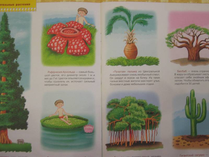Иллюстрация 6 из 11 для Кто самый, самый? Развитие и обучение детей от 4 до 5 лет. | Лабиринт - книги. Источник: Е.  Анна В.