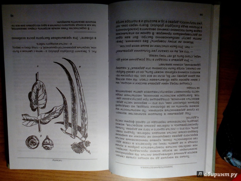 Иллюстрация 4 из 9 для Занимательная ботаника - Александр Цингер | Лабиринт - книги. Источник: Ковалёва  Мария