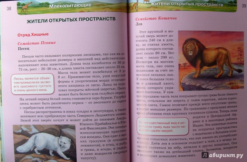 Иллюстрация 24 из 64 для Млекопитающие | Лабиринт - книги. Источник: Соловьев  Владимир