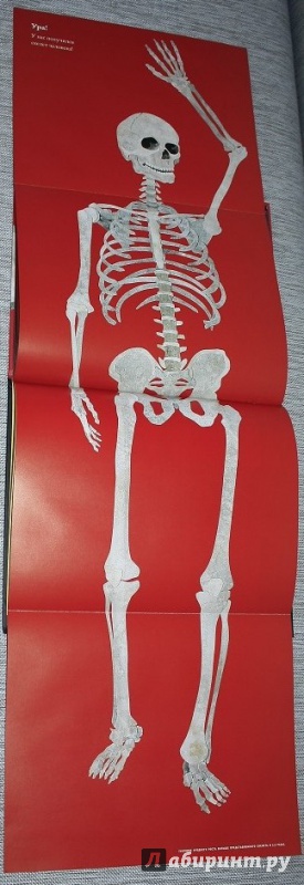 Иллюстрация 26 из 41 для Кости и скелеты - Стив Дженкинс | Лабиринт - книги. Источник: КНИЖНОЕ ДЕТСТВО