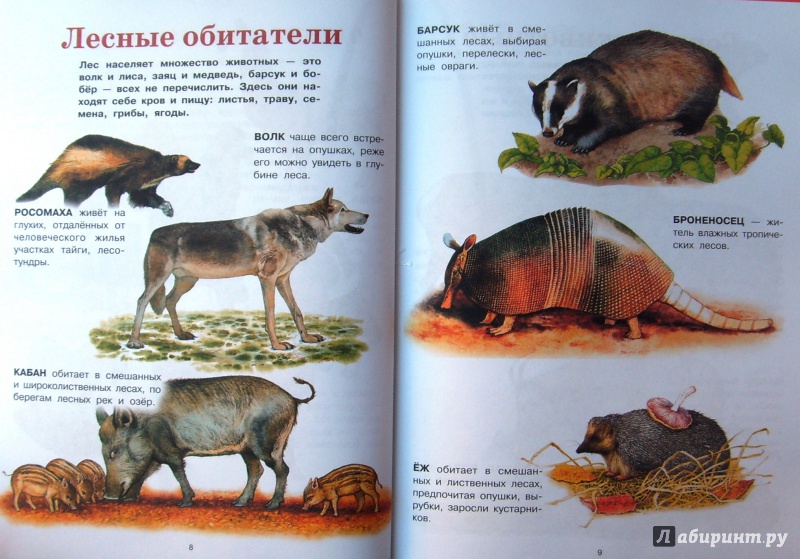 Иллюстрация 29 из 37 для Животные | Лабиринт - книги. Источник: Соловьев  Владимир