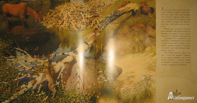 Иллюстрация 41 из 70 для Жизнь в тайге - Бренда Гиберсон | Лабиринт - книги. Источник: Трухина Ирина