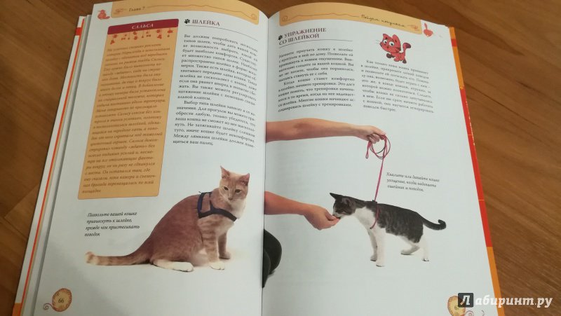 Иллюстрация 26 из 32 для Дрессируем кошку за 10 минут - Мириам Филдс-Бабино | Лабиринт - книги. Источник: Натаly