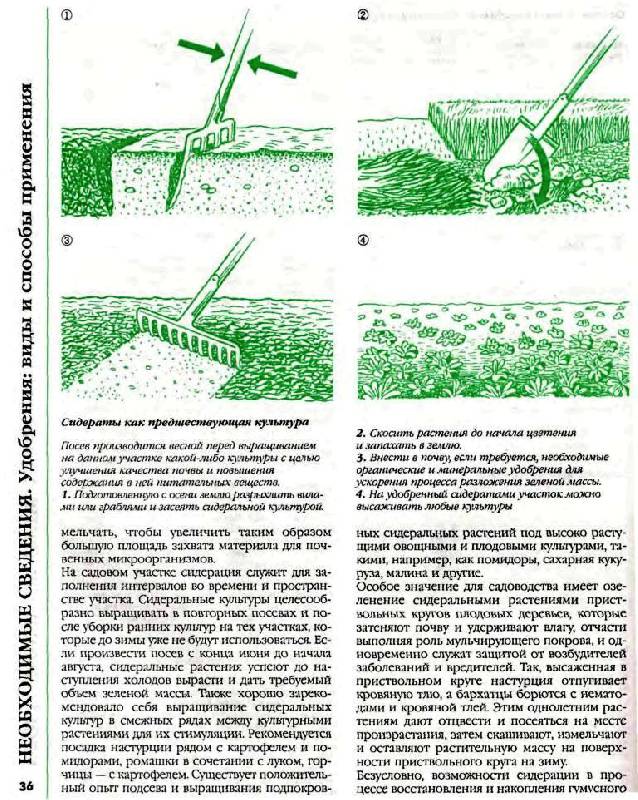 Иллюстрация 14 из 41 для Большая книга садовода и огородника - Октябрина Ганичкина | Лабиринт - книги. Источник: Юта