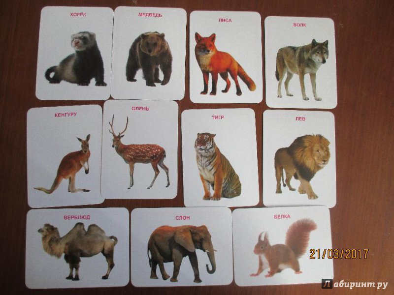 Иллюстрация 5 из 5 для Животные (32 карточки) | Лабиринт - книги. Источник: Марина Епифанцева