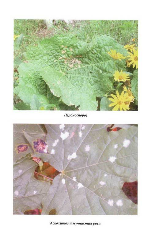 Иллюстрация 10 из 15 для Умный огородник - Мария Цветкова | Лабиринт - книги. Источник: Ялина