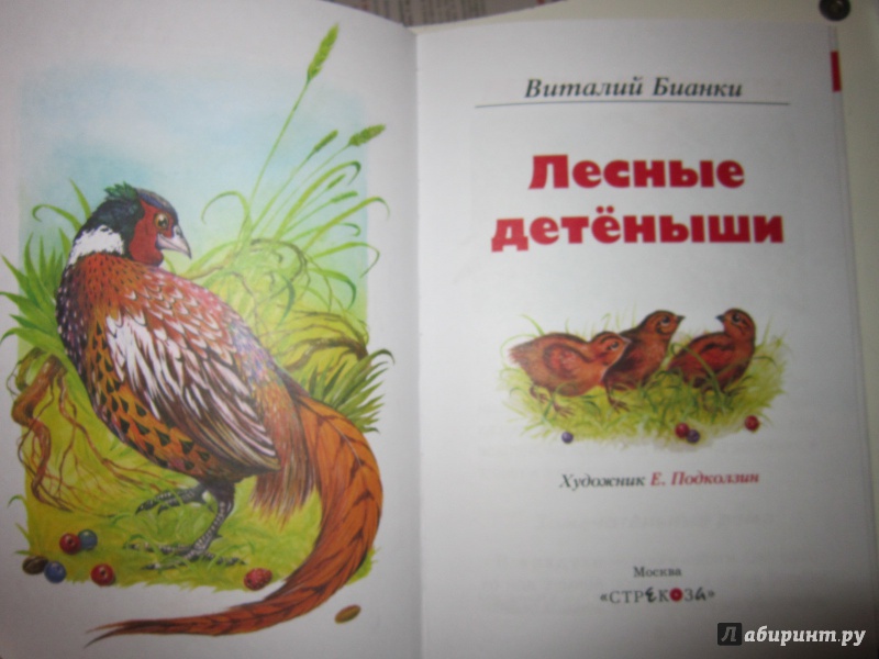 Иллюстрация 18 из 35 для Лесные детёныши - Виталий Бианки | Лабиринт - книги. Источник: Ермакова Юлия