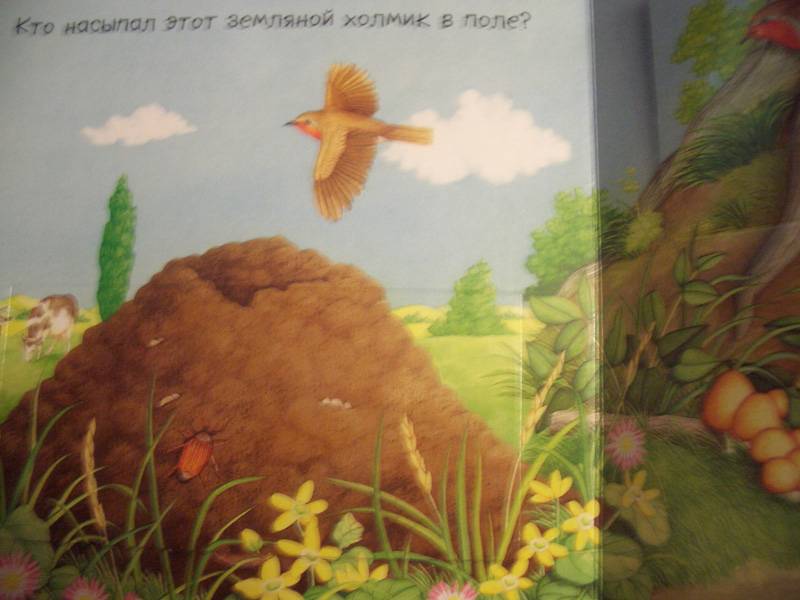 Иллюстрация 7 из 11 для В поле и в лесу. Кто это там - Эмили Бомон | Лабиринт - книги. Источник: unnamed