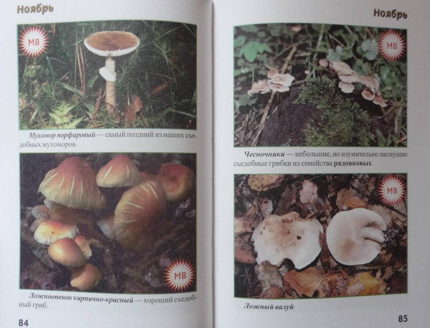 Иллюстрация 30 из 32 для За грибами с ноября по май - Михаил Вишневский | Лабиринт - книги. Источник: SiB