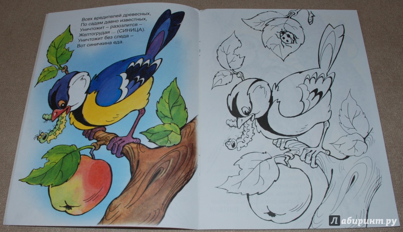 Иллюстрация 14 из 20 для Птичий обед - Юрий Чичев | Лабиринт - книги. Источник: Книжный кот