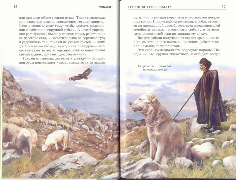 Иллюстрация 20 из 24 для Собаки - Е.И. Александрова | Лабиринт - книги. Источник: Бетельгейзе