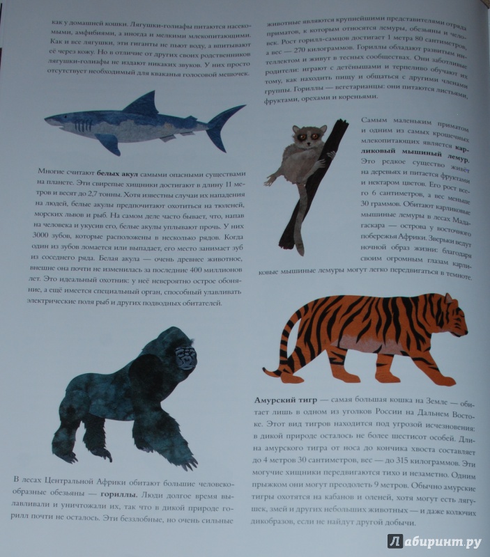 Иллюстрация 40 из 84 для Сравни! Животные в натуральную величину - Стив Дженкинс | Лабиринт - книги. Источник: Книжный кот