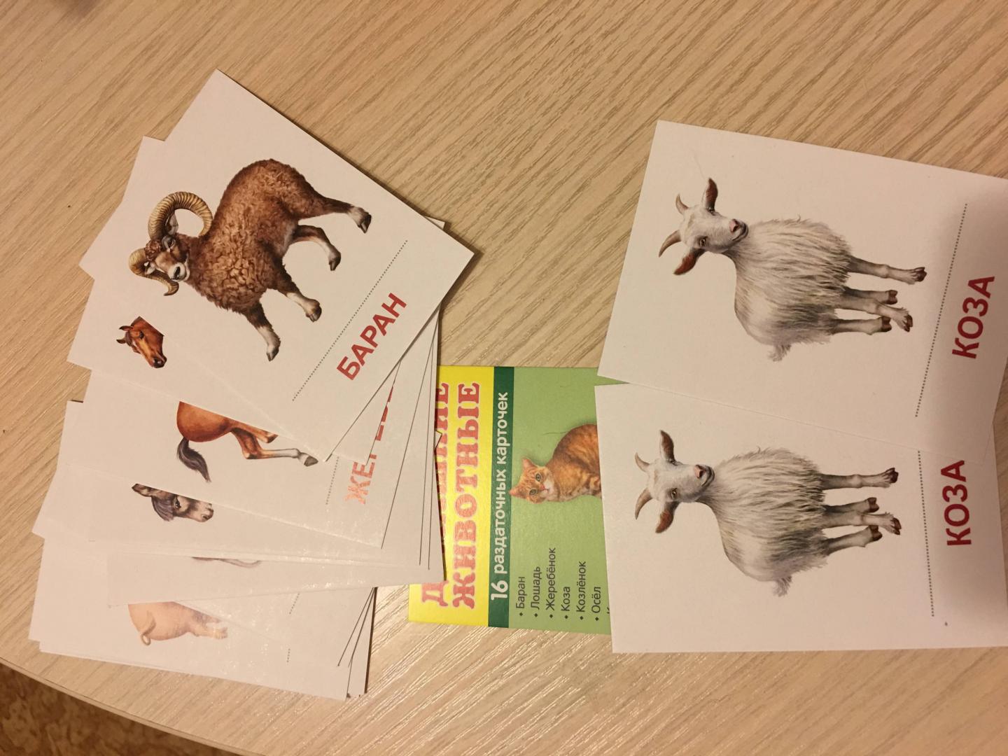 Иллюстрация 14 из 14 для Раздаточные карточки "Домашние животные" (16 карточек) | Лабиринт - книги. Источник: Филимонова  Анна