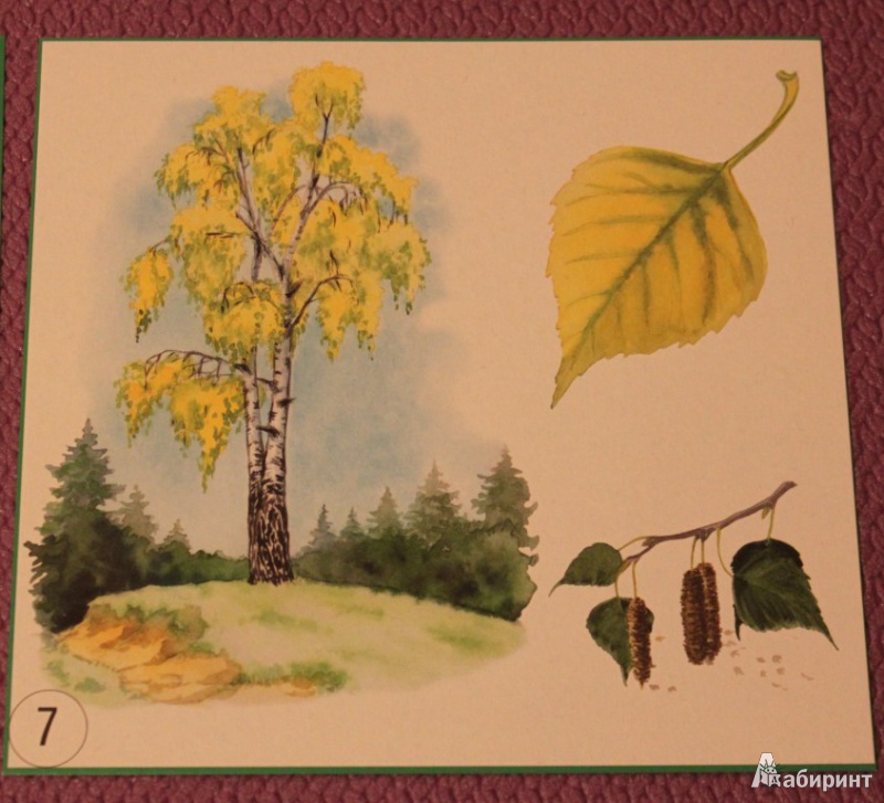 Иллюстрация 10 из 13 для Карточки "Деревья, плоды, листья" | Лабиринт - игрушки. Источник: KattryX
